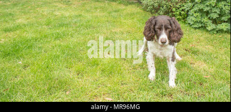 English Springer Spaniel im Garten spielen Stockfoto