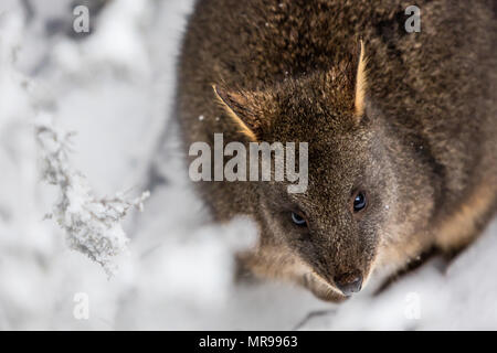 Ein kleines Felswallaby im Schnee im Cradle Mountain National Park, Tasmanien, Australien Stockfoto