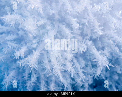 Rauhreif Natur Szene, Campbell Trakt, Anchorage, Alaska Stockfoto