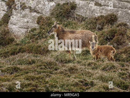 Wilde wilde Ziegen auf Moorland neben Felsvorsprung Stockfoto
