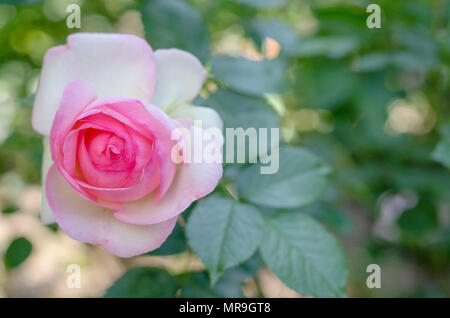 Rosa und weiße Rose auf der linken Seite des Rahmens. close-up. unscharfen Hintergrund Stockfoto