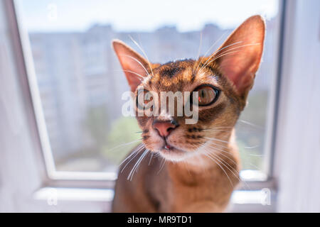 Detailansicht der Abessinier Katze oder Kätzchen saß auf dem Fenster Stockfoto