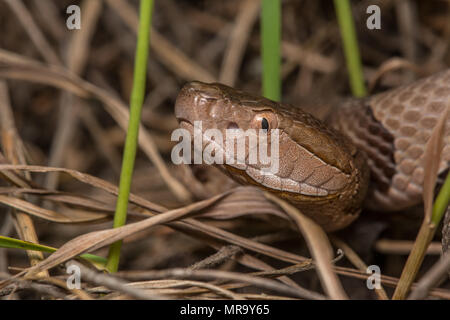 Northern Copperhead (Agkistrodon contortrix) von Gage County, Nebraska, USA. Stockfoto