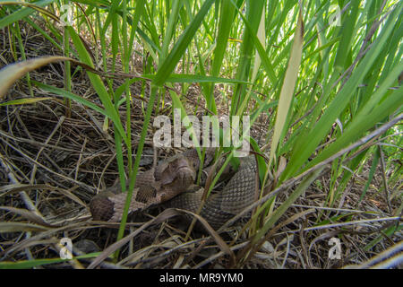 Northern Copperhead (Agkistrodon contortrix) von Gage County, Nebraska, USA. Stockfoto