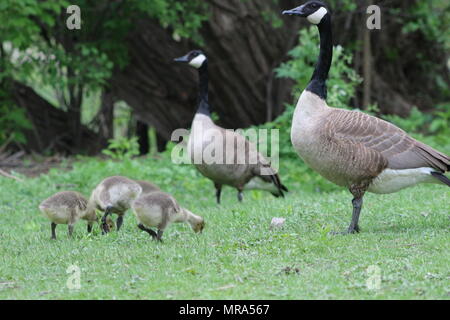 Kanada-Gans mit Küken Stockfoto