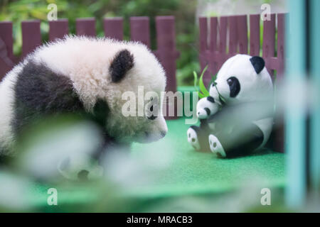 Kuala Lumpur. 26 Mai, 2018. Ein riesiger Panda cub macht den ersten öffentlichen Auftritt auf der Malaysischen National Zoo in der Nähe von Kuala Lumpur, 26. Mai 2018. Das weibliche Jungtier, die im Januar geboren, ist das zweite Kind seiner Eltern Xing Xing' und 'Liang Liang, sowohl der Ankunft in Malaysia aus China im Jahr 2014. Credit: Zhu Wei/Xinhua/Alamy leben Nachrichten Stockfoto