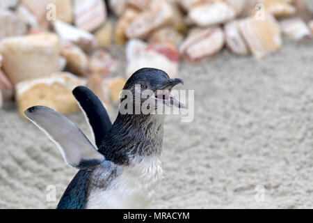 Zwergpinguine von Weymouth das Sealife Center in Dorset. Stockfoto