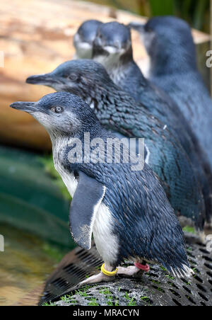 Zwergpinguine von Weymouth das Sealife Center in Dorset. Stockfoto