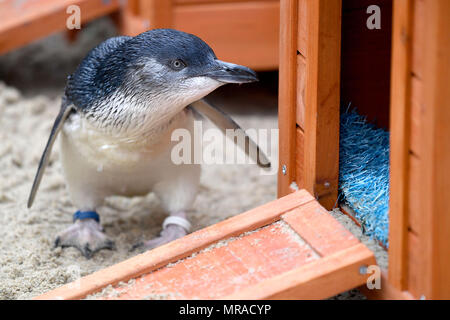 Zwergpinguine von Weymouth das Sealife Center in Dorset. Stockfoto