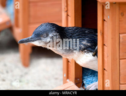 Zwergpinguine von Weymouth das Sealife Center in Dorset. Stockfoto