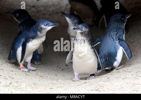 Zwergpinguine von Weymouth das Sealife Center in Dorset. Stockfoto