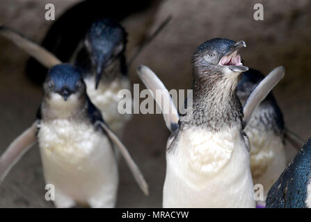 Zwergpinguine von Weymouth das Sealife Center in Dorset. Stockfoto