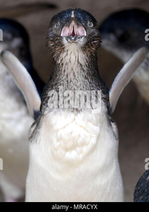 Zwergpinguine von Weymouth das Sealife Center in Dorset. Stockfoto