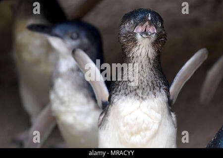 Zwergpinguine von Weymouth das Sealife Center in Dorset. Stockfoto