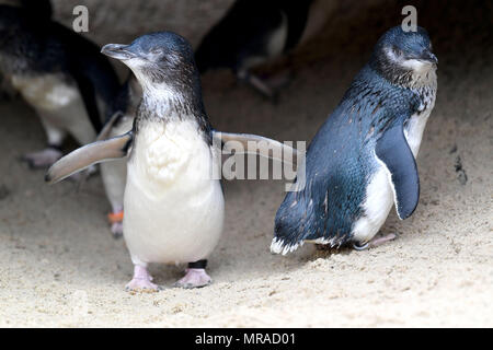 Zwergpinguine von Weymouth das Sealife Center in Dorset. Stockfoto