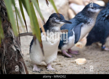 Zwergpinguine von Weymouth das Sealife Center in Dorset. Stockfoto