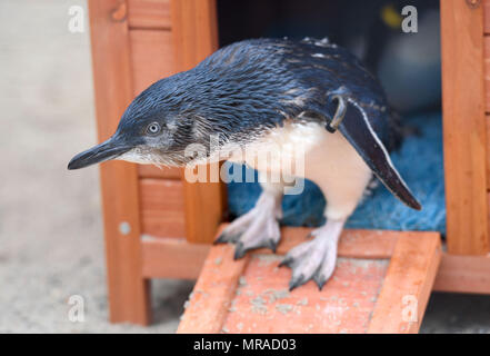 Zwergpinguine von Weymouth das Sealife Center in Dorset. Stockfoto