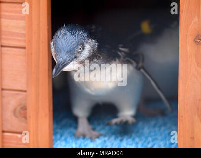 Zwergpinguine von Weymouth das Sealife Center in Dorset. Stockfoto