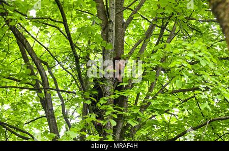 Swansea, South Wales, UK. 26. Mai 2018. Eine Frauen klettert einen Baum, um einen Blick von Ed Sheeran während der Radio One Größte Wochenende Festival in Swansea Singleton Park zu fangen. Das Radio eine Größte Wochenende hat sich das Festival Sommer Saison gekickt, die sah Tausende strömen in Swansea in Wales, UK zu sehen fungiert als Saugen, Ed Sheeran, gleichen Smith, George Esra und Craig David. Credit: Robert Melen/Alamy Leben Nachrichten. Stockfoto