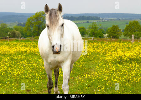 Obere Holloway, Derbyshire, England, Vereinigtes Königreich 26. Mai 2018. Ein Pferd in einer Wiese voller butterblumen an einem warmen Frühlingstag in der Derbyshire Dales, in der Nähe der Ortschaft obere Holloway. Credit: Mark Richardson/Alamy leben Nachrichten Stockfoto