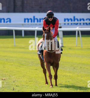 Die Rennbahn von Chester, Chester, UK. 26 Mai, 2018. Chester Rennen, römische Tag; Philip Makin auf Jabbaar nach dem Gewinn der RAS Ltd Handicap Stakes Credit: Aktion plus Sport/Alamy leben Nachrichten Stockfoto