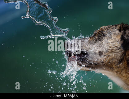 Palma de Mallorca, Balearen, Spanien. 18 Mai, 2018. Ein mallorca Schäferhund spielt mit einem Wasserstrahl aus einem Schlauch während einer hohen Temperaturen Frühling Tag, in der spanischen Mittelmeerinsel Mallorca Credit: Clara Margais/ZUMA Draht/Alamy leben Nachrichten Stockfoto