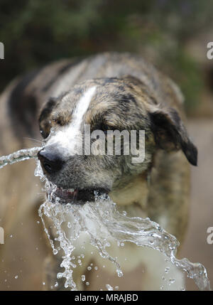 Palma de Mallorca, Balearen, Spanien. 19 Mai, 2018. Ein mallorca Schäferhund spielt mit einem Wasserstrahl aus einem Schlauch während einer hohen Temperaturen Frühling Tag, in der spanischen Mittelmeerinsel Mallorca Credit: Clara Margais/ZUMA Draht/Alamy leben Nachrichten Stockfoto