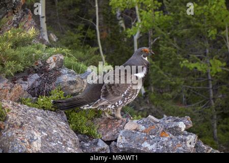 Männliche Spruce Grouse oder Kanadischen Grouse (Falcipennis canadensis) Vogelarten während der Paarungszeit im Frühling Alberta Ausläufern der kanadischen Rocky Mountains. Stockfoto