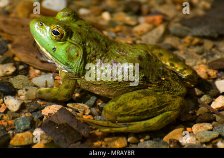 Frosch auf Jordanien Teich, Acadia National Park, Maine Stockfoto