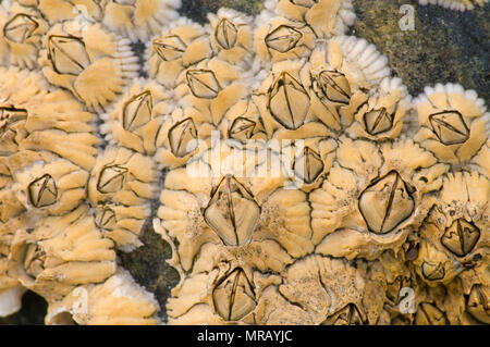 Hübsche Marsh Seepocken, Acadia National Park, Maine Stockfoto