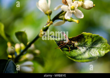 Gelbe und schwarze Wespe auf Kalk Baum mit Blüten Stockfoto