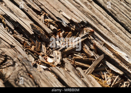 Nahaufnahme Makroaufnahme der alten hölzernen Wohngegend Terrasse Bretter, die Wetter und Sonne im Laufe der Jahre beschädigt. Sie müssen ausgetauscht werden. Stockfoto