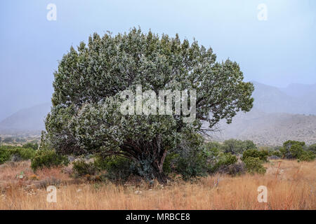 Juniperus deppeana Schwere mit Beeren in der Nähe von Manazinta Feder in Guadalupe Mountains National Park. Culberson County, Texas, USA. Stockfoto