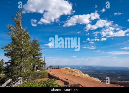 Pinus longaeva entlang der Bristlecone Loop Trail im Bryce Canyon National Park, Kane County, Utah, USA. Stockfoto