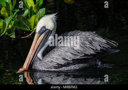 Schöne pelican in Wasser, Galapagos, Ecuador. Stockfoto