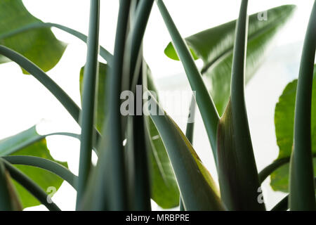 Banana leaf Low Angle View, tropische Natur Wald Textur Hintergrund. Stockfoto