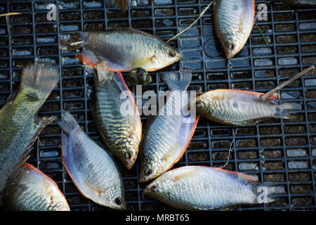 Thai Leute fangen Moonlight gurami Fisch und Klettern Gurami in Kunststoff Korb an Land von Thailand Stockfoto