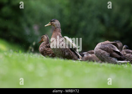 Teal Enten (Anas crecca carolinensis) durch den Fluss Skell in den Gärten von Fountains Abbey, Ripon, Großbritannien Stockfoto