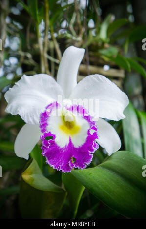 Weiße Blumen oder cattaleya Orchidee Blumen blühen in der Natur Garten Hintergrund Stockfoto