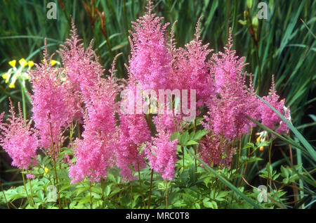 ASTILBE X ARENDSII „GLORIA“. ASTYLBE SIND WEIT VERBREITET AN SCHATTEN- UND WASSERBEDINGUNGEN ANGEPASST. AUCH ALS FALSCHER ZIEGENBART BEKANNT Stockfoto