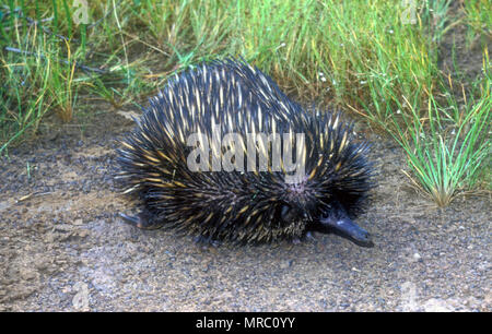 KURZSCHNAUZENECHIDNA (TACHYGLOSSUS ACULEATUS) MIT SCHARFEN WIRBELSÄULEN UND KURZEN BEINEN AUF DER SUCHE NACH NAHRUNG IN DER BUSCHLAND-GEGEND VON NEU-SÜD-WALES, AUSTRALIEN. Stockfoto