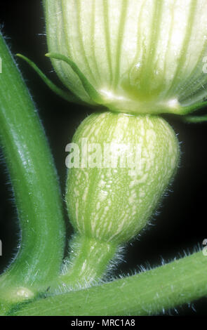 BUTTERNUT KÜRBIS (SQUASH) FRUCHTKNOTEN DER WEIBLICHEN BLÜTE (CUCURBITA MOSCHATA) CUCURBITACEAE Stockfoto