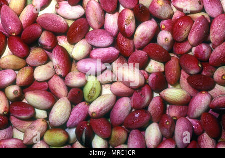 Die rosa und grünen Samen der Pistazien oder PISTACHE MUTTER (PICACIA VERA) MITGLIED DER CASHEW FAMILIE Stockfoto