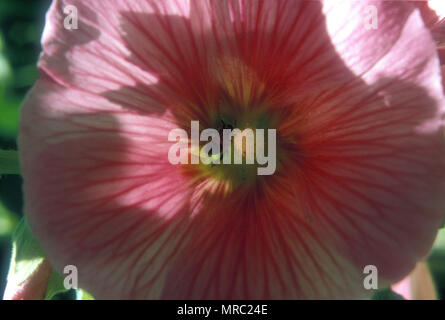 HOLLYHOCK (ALCEA ROSEA SYN ALTHAEA ROSEA) MALVACEAE UND BIENEN SAMMELN POLLEN Stockfoto