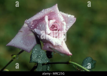 NAH AUF REGENTROPFEN AUF EINER BLASSROSEN ROSE (ROSA) NACH DEM REGEN AUFHÖRTE. NEU-SÜDWALES, AUSTRALIEN. Stockfoto
