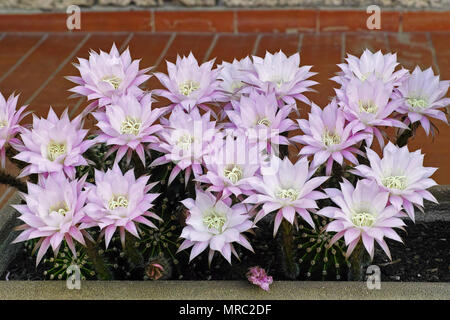 Ostern Lilie Kakteen wachsen in einem Topf in voller Blüte. Stockfoto