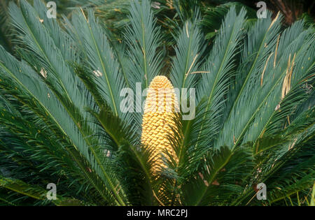 Stiftkegel DER CYCAD PALM (CYCAS REVOLUTA) Stockfoto