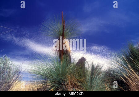 ROCK GRAS-Baum (XANTHORRHOEA QUADRANGULATA) wachsende, gegen den blauen Himmel in der Flinders Ranges National Park, South Australia Stockfoto