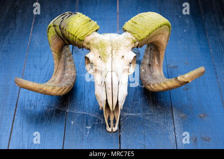 Muffa Hörner mit einem Schädel auf ein Holzhaus an der Wand aufgehängt. Arme eines gehörnten Spiel hängt über dem Eingang eines alten Hauses. Saison der Feder. Stockfoto