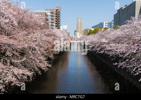 Cherry Blossom entlang der Ufer des Flusses Meguro, Tokio, Japan Stockfoto